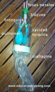 Construye-un-modelo-de-pulmones-5